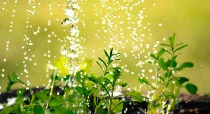 Estos son los beneficios de regar las plantas con agua de lluvia