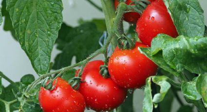 La propiedad de los tomates para eliminar bacterias que afectan nuestra salud