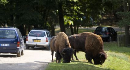 Una mujer fue atacada por lobos en un zoológico de París