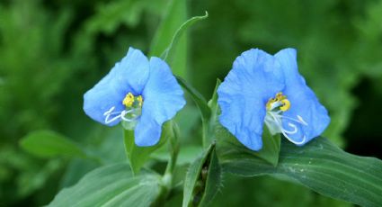 Santa Lucía: una planta medicinal muy útil para aliviar la irritación de tus ojos