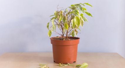 Trucos para evitar que tus plantas se marchiten