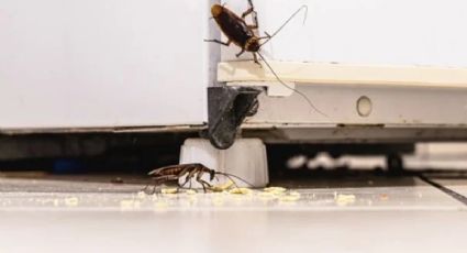 Cucarachas en tu hogar: repele los insectos con solo un ingrediente que tienes en tu cocina