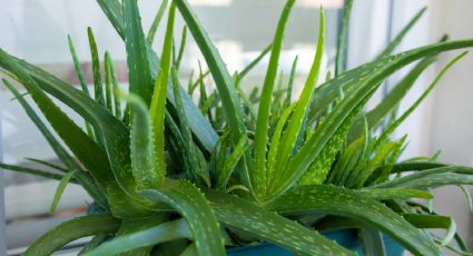 Aloe vera: 3 técnicas efectivas para multiplicar esta planta en tu hogar