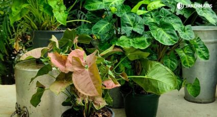 3 plantas que adoran la humedad y son ideales para poner en el baño