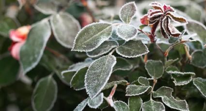 Cómo cuidar las plantas en invierno: 4 consejos infalibles para proteger todas tus especies