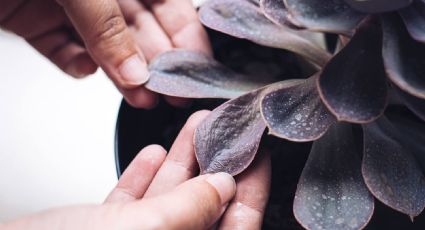 Cuidado de las suculentas: este es el secreto para devolverle la vida a tus plantas