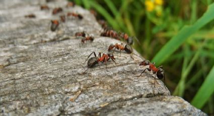 Aleja las hormigas de tu jardín con este repelente natural: aquí es donde puedes conseguirlo