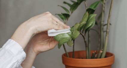 Cómo limpiar las hojas de las plantas de la forma más sencilla