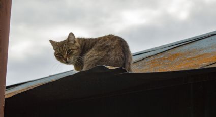 Cómo alejar a los gatos de los techos sin hacerles daño