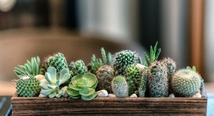 Cactus: este es el mejor lugar de la casa para colocarlos