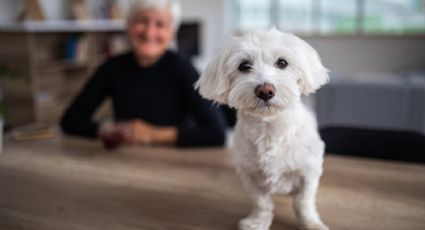 Así puedes calcular de manera correcta la edad de tu perro en años humanos