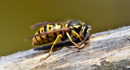 Métodos efectivos para ahuyentar a las avispas