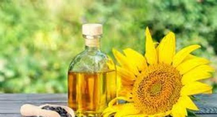 Descubre cómo reducir el colesterol con aceite de girasol