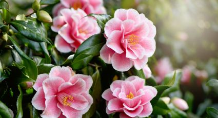 Las flores ideales para que tu jardín brille también en invierno