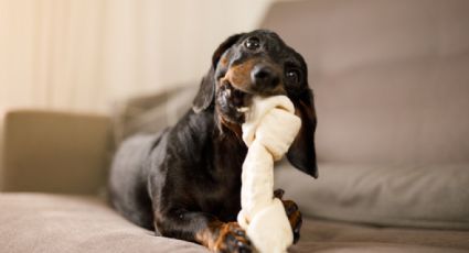 Riesgos y beneficios a la hora de darle un hueso a tu perro