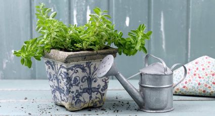 La planta que seguro tienes en casa y te ayudará a dormir mejor