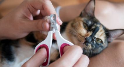 Cómo cortar de forma correcta las uñas de los gatos