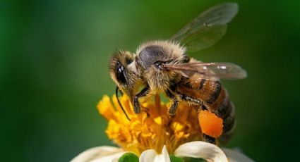 Alternativas naturales para alejar a las abejas en el hogar