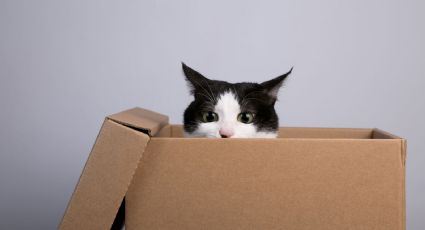 El increíble momento por el que tu gato adora las cajas comunes