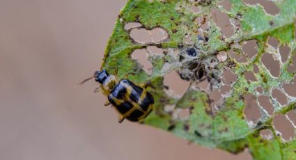 Elimina las plagas con este insecticida casero: lo harás con algo que sueles tirar a la basura