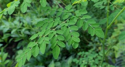 Plantas medicinales: esta especie te ayudará contra el colesterol, las infecciones y la diabetes