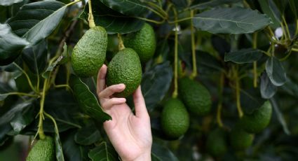 Este es el tiempo que tarda un árbol de palta en dar su primer fruto