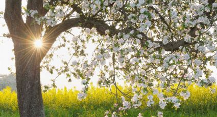 Consejos para la poda de árboles frutales a lo largo de esta primavera