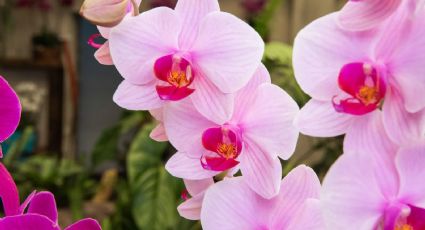 El truco para que las orquídeas florezcan y hagan brillar tu jardín