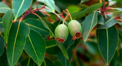 Conoce la planta medicinal que ayuda a regenerar el músculo y a aliviar la artrosis