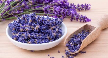La planta que debes tener urgentemente en tu casa: alivia el estrés y se siente mejor que un perfume