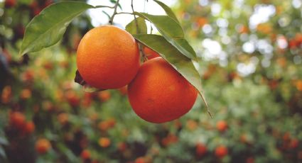 Sin desperdicio: así es como puedes aprovechar todos los beneficios de las naranjas