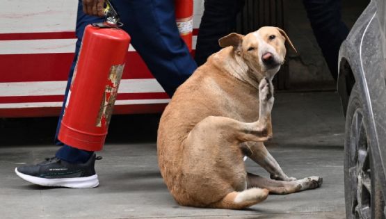Turquía toma una medida drástica con los perros callejeros