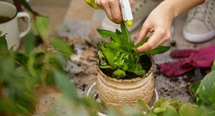 Insecticidas caseros: cómo proteger tus plantas con ingredientes naturales y sin químicos