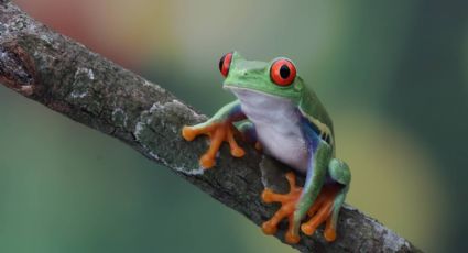 El cambio climático: el estudio que genera un amenaza terrible para los anfibios