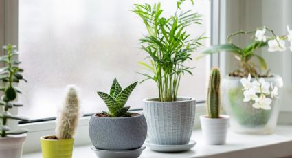 Transforma tu baño: plantas que eliminan la humedad y refrescan el ambiente naturalmente