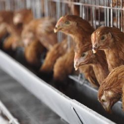 Chile se suma a la suspensión de importaciones de pollo desde el Brasil