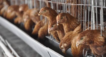 Chile se suma a la suspensión de importaciones de pollo desde el Brasil