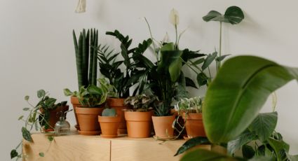 Verde y libre de plagas: plantas que ahuyentan moscas de forma natural