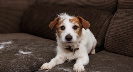 Adiós a los pelos en el sofá: trucos caseros para una casa más limpia si tienes mascotas