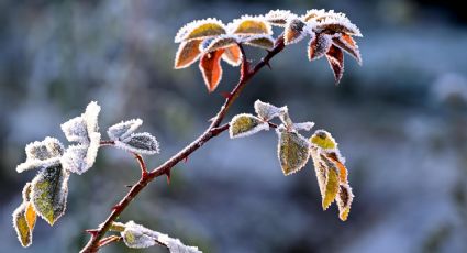 Recomendaciones para proteger las plantas del jardín de las heladas