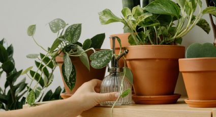 La planta de la abundancia que puede atraer dinero y armonía a tu hogar, según el Feng Shui