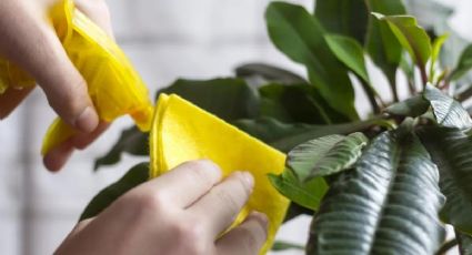 Conoce el truco infalible para que las hojas de tus plantas reluzcan todo el año