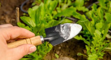 Los desconocidos usos del bicarbonato de sodio en la jardinería