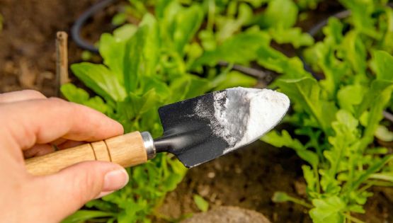 Los desconocidos usos del bicarbonato de sodio en la jardinería