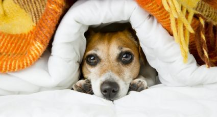 Los expertos indican donde deben dormir las mascotas en tiempos de invierno