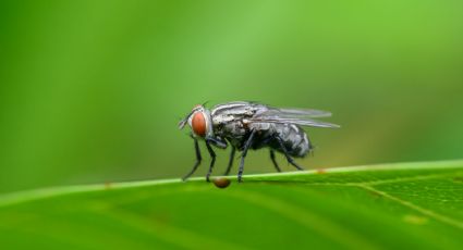 Así es el truco casero que espanta a mosquitos, moscas y hormigas sin usar químicos
