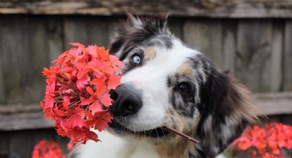 Plantas hermosas, pero peligrosas: el riesgo oculto para perros y gatos en casa