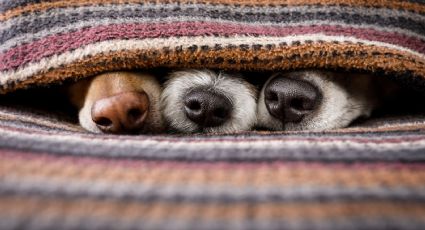 Así es como puedes proteger a tus mascotas del frío del invierno
