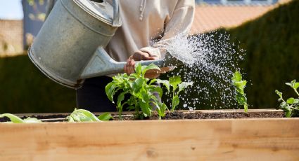 Plantas felices: el secreto está en saber cuándo darles agua