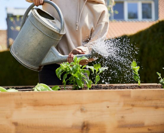 Plantas felices: el secreto está en saber cuándo darles agua